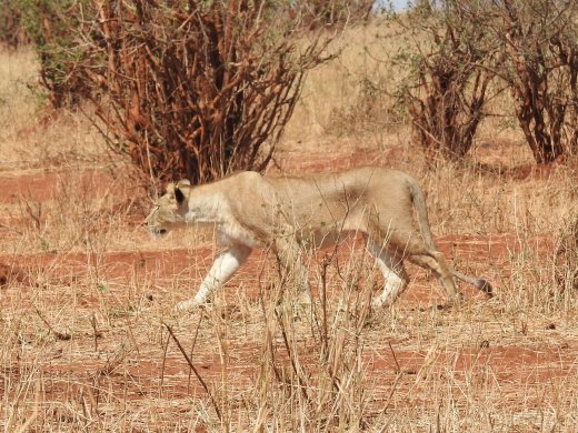Female Lion on the Hunt