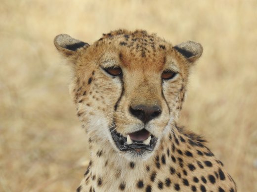 Cheetah, Male