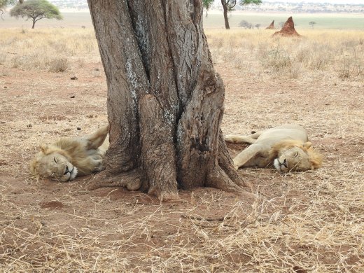 4th Lion Sighting - Two Males