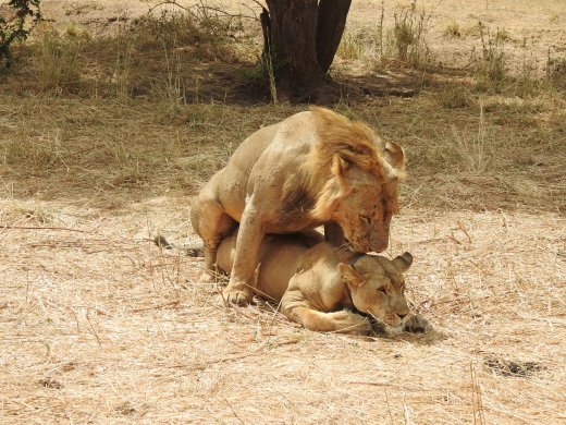 Sixth Lion Sighting - Lions Mating