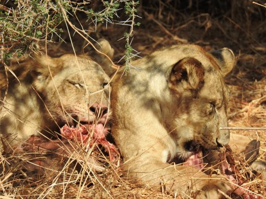 Lions feeding on a Warthog