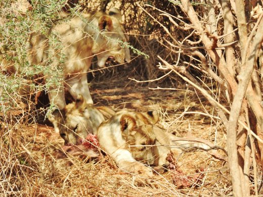 Lions feeding on a Warthog