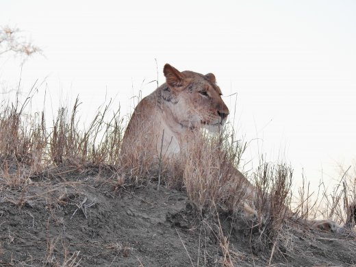 Female Lion on Mound