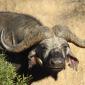 Buffalo with Ox Pecker in its Ear