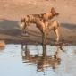  Pack at the Waterhole