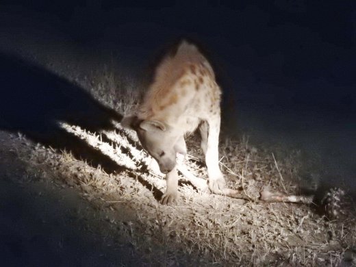 Hyena eating Impala stolen from female