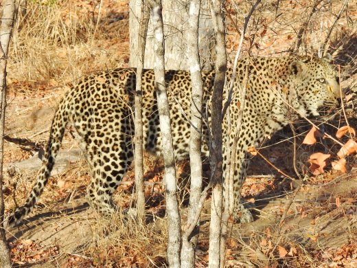 Male Leopard, Anderson