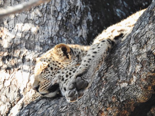 Baby Leopard Asleep