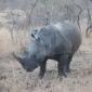 Rhino Baby Rhino with Small Horns