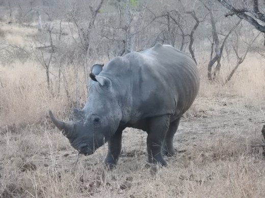 Rhino Baby Rhino with Small Horns
