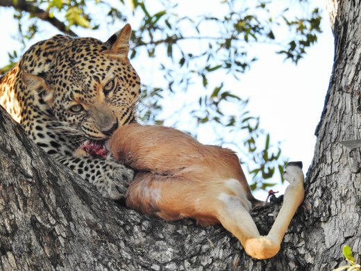 Female Leopard with Impala Kill