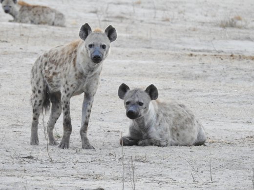 Hyena at Carcass