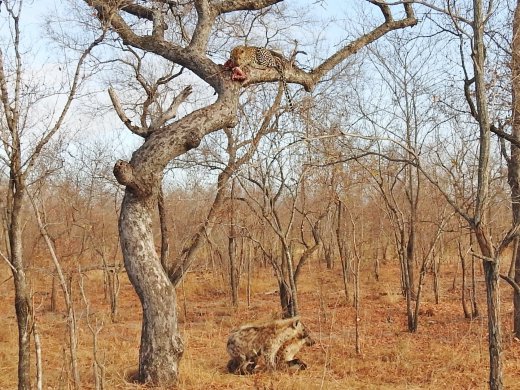 Female Leopard with Hyena below