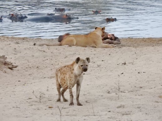 Female Lion eating with a Hyena in the foreground.