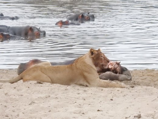Female Lion eating the Baby Hippo