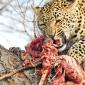 Female Leopard eating kill