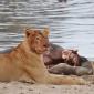 Female Lion at Hippo Carcass