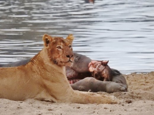 Female Lion at Hippo Carcass