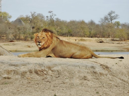 Male Lion - One of Two Brothers