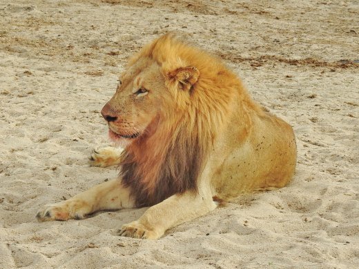 Second Male Lion