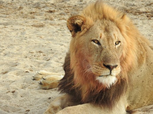 Closer View of Second Male Lion
