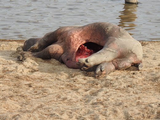 Baby Hippo Carcass