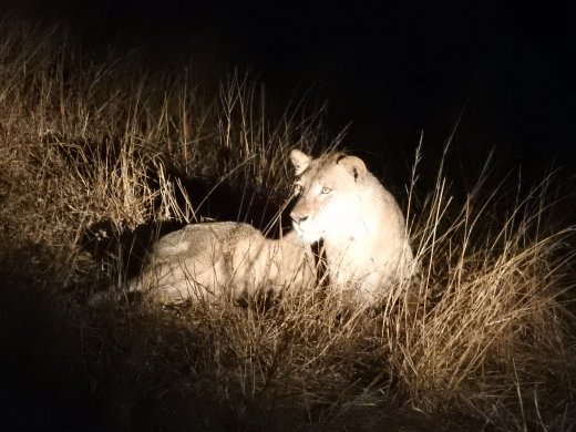 Female Lion