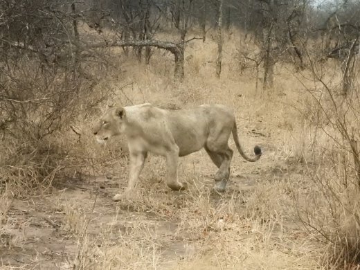 Female Lion