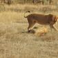Lion Approaches Male for Mating