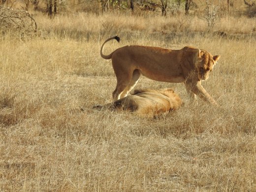 Lion Approaches Male for Mating