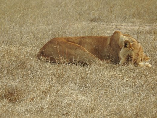 Sleeping Female Lion