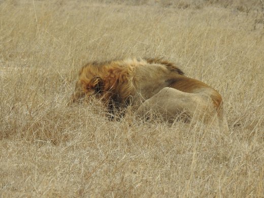 Sleeping Male Lion
