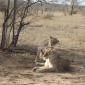 Two Female Lions