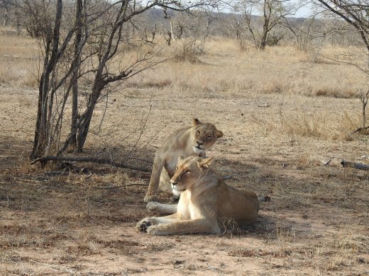 Two Female Lions