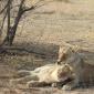 Two Female Lions