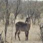 Waterbuck