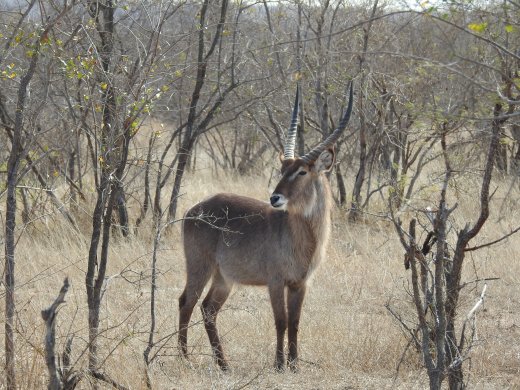 Waterbuck