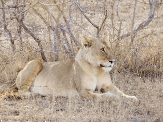 Female Lion