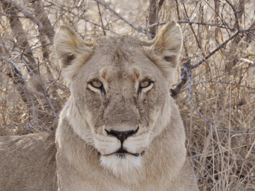 Female Lion