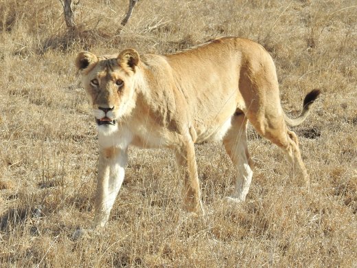 Female Lion