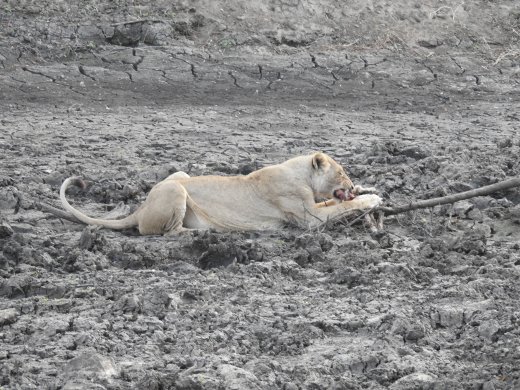 Lions on Impala Carcass