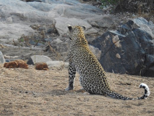  Female Leopard