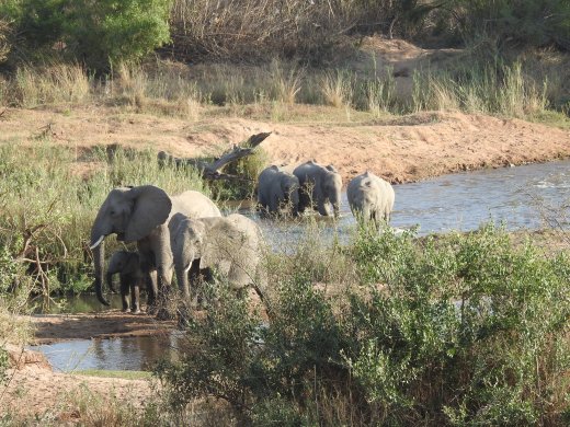 08.17.Elephants on the Lower Sabie