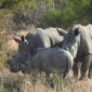 08.18.Rhino Family