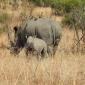 08.27.Rhino & Calf