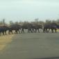09.01.Buffalo Herd Roadblock
