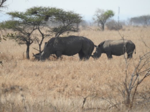 09.04.Rhino & Calf
