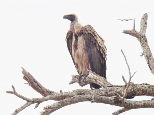 08.18.White-backed Vulture