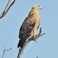 08.26.Lesser Spotted Eagle