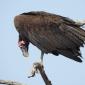 08.29.Lappet-faced Vulture